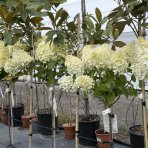 Hortenzia metlinatá (Hydrangea paniculata) ´SILVER DOLLAR´ - výška 100-120 cm, kont. C5L - NA KMIENKU